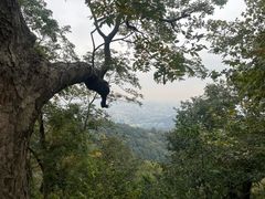 -灵顺寺