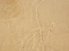 -日照海滨国家森林公园