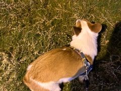 -贝康宠物医院·犬猫全科·小动物特色诊疗中心(东环路店)