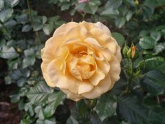 -人民公园(罗湖区)