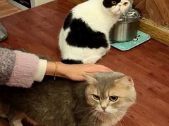-MOCHA明星猫咖(田子坊店)