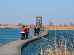 -盐城丹顶鹤湿地生态旅游区