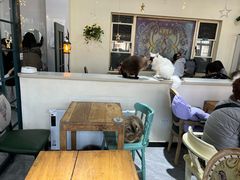 大堂-猫小院猫主题餐厅(南锣旗舰店)