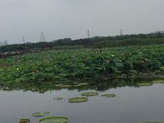-荷塘月色湿地公园·向阳花洲