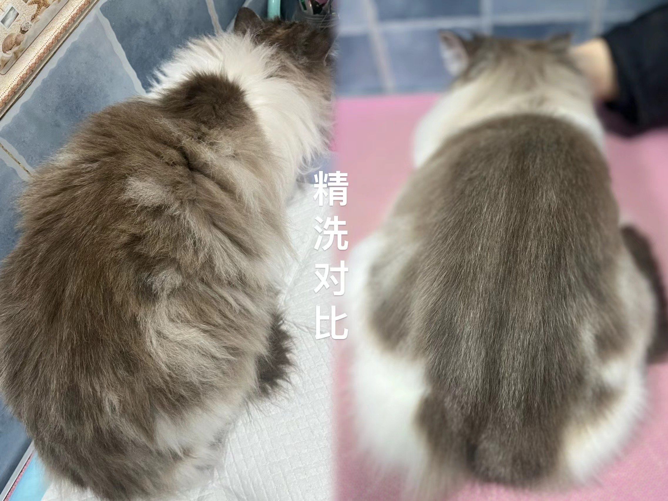 猫咪精洗对比