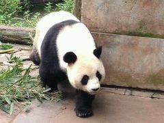 android_upload_pic-碧峰峡风景区