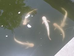 -特种渔场