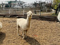 -丽泽山庄·生态怀柔菜·虹鳟鱼(红螺寺店)