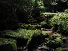 -碧峰峡风景区