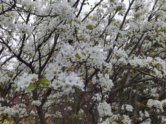 -南汇桃花村