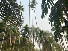 -中国科学院西双版纳热带植物园