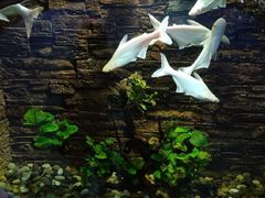-苏州海洋馆