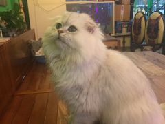 -李小姐の猫咖啡馆(五角场店)
