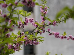 -船政文化景区-罗星塔公园