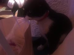 -Sirena海妖日咖夜酒