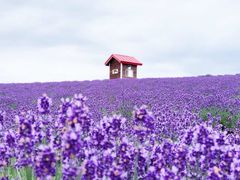 -富田农场