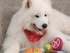 -星多哈·狗咖·拼豆·咖啡