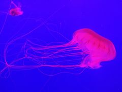 -多彩贵州城极地海洋世界