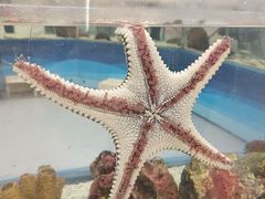 -上海海洋水族馆