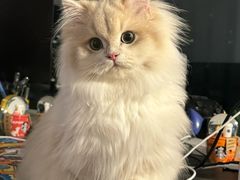 -lincat·猫舍(广州店)