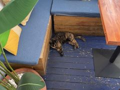 -Sirena海妖日咖夜酒