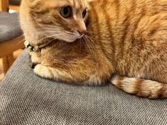 -猫的天空之城概念书店(苏州平江店)