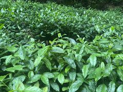 -阿巧茶庄