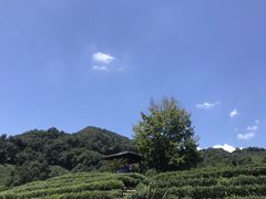 -龙井村
