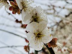 -香雪海