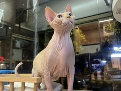 -八公叔叔宠物美容连锁(春申店)