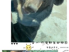 -栾川竹海野生动物园