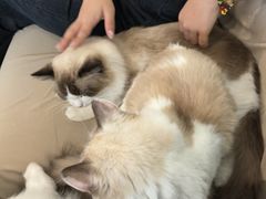 -怪兽屋·羊驼·猫咖·狗咖(俊华广场店)