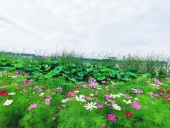 -金银湖国家城市湿地公园