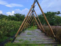 -亚龙湾国际玫瑰谷