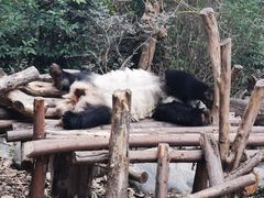 -成都大熊猫繁育研究基地