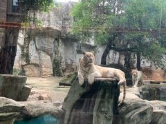 -灵玲国际马戏城