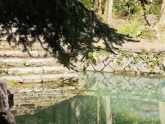 -天目山大树王景区