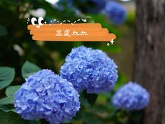 -寂照庵