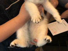 -猫大福·Fortune Cat猫舍(百子湾店)
