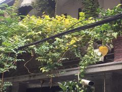 -猫色咖啡·猫咖