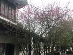 -八大山人梅湖景区