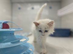 -1013 PET SHOP精品宠物商店(丁香店)