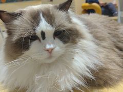 -藏猫猫咖啡主题馆(中央大道店)