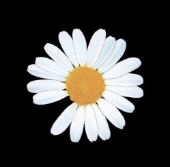 -Adore nail日式美甲美睫