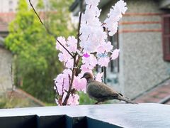 -星巴克臻选(思南公馆店)