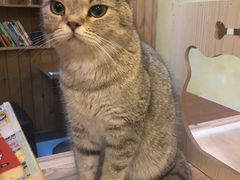 -猫色咖啡·猫咖