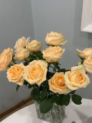 -YESIDO椰岛美容