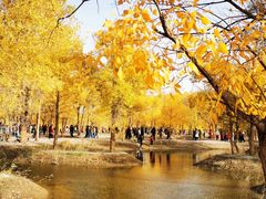 -金塔沙漠胡杨林景区