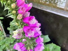 -肴约·花园式餐厅(湖里店)