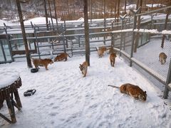 -横道河子东北虎林园